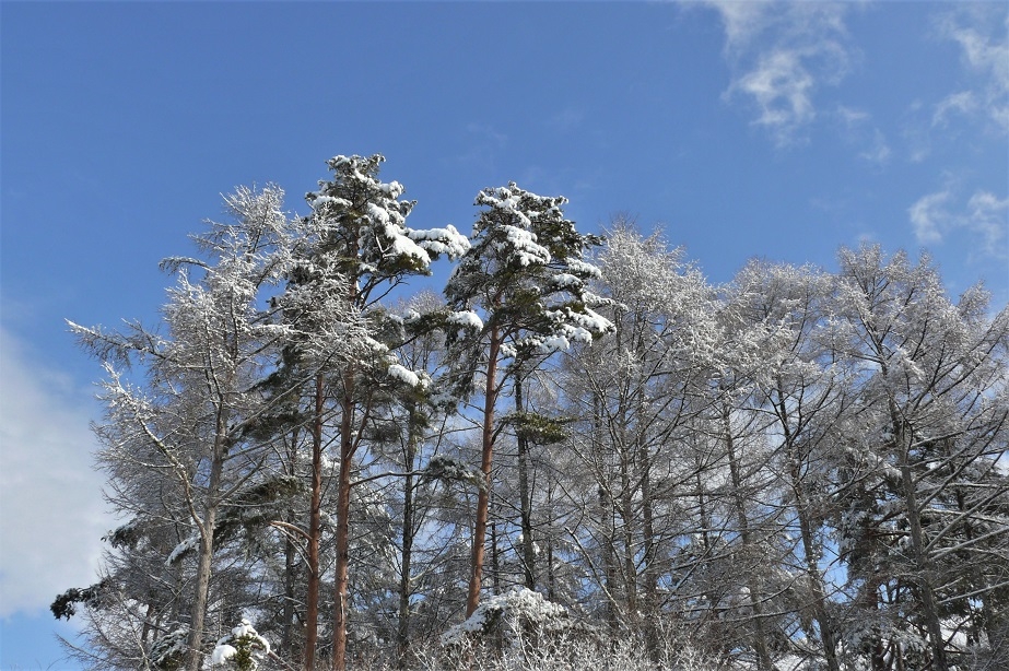 http://www.alpico.co.jp/shikinomori/news/images/P1190178.JPG