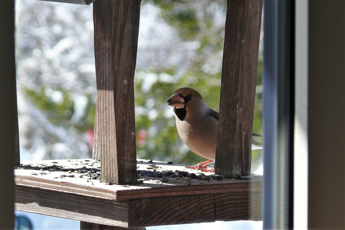 http://www.alpico.co.jp/shikinomori/news/images/P1190191.JPG