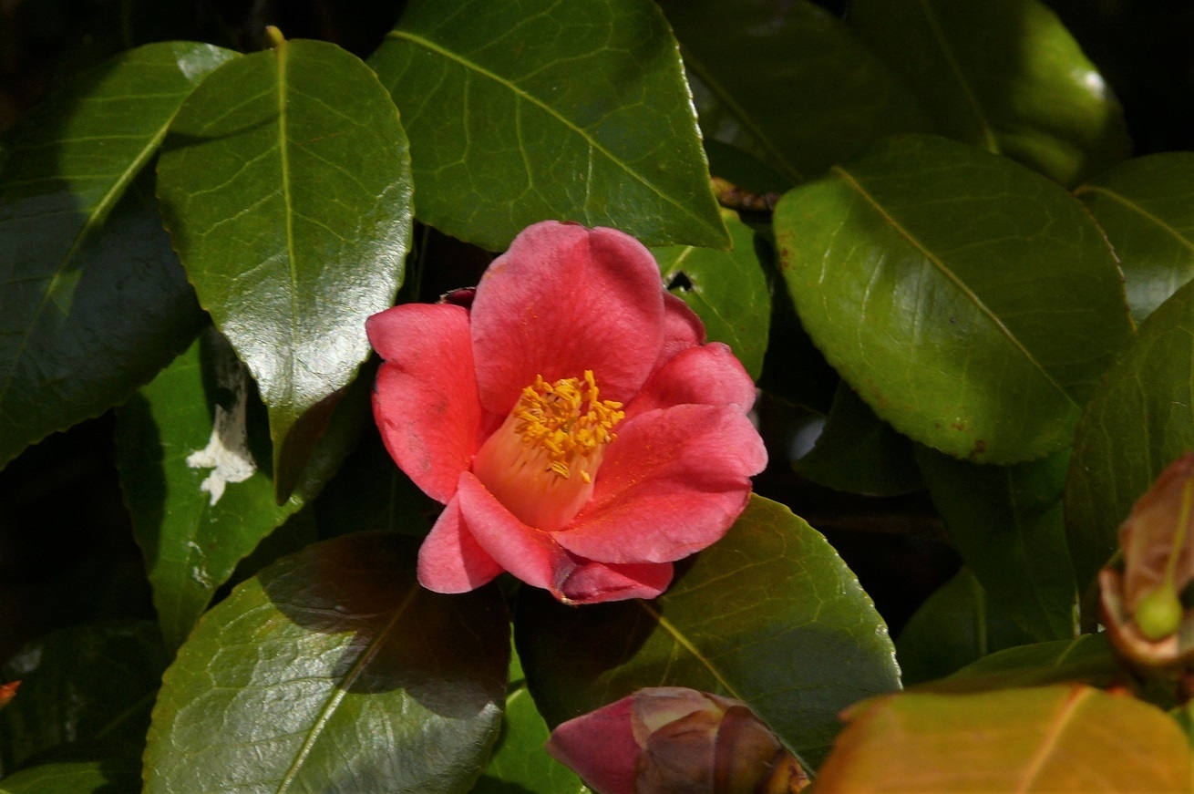 http://www.alpico.co.jp/shikinomori/news/images/P1190598.JPG