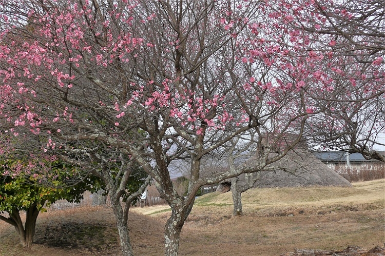 http://www.alpico.co.jp/shikinomori/news/images/P1190602.JPG