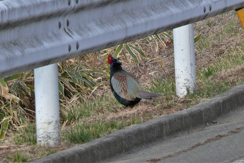 http://www.alpico.co.jp/shikinomori/news/images/P1190610.JPG