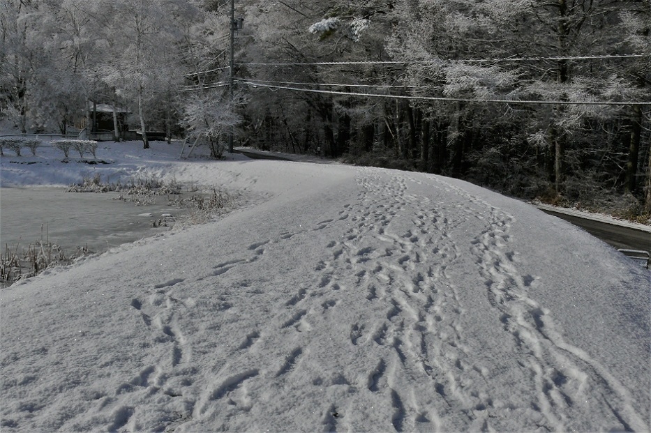 http://www.alpico.co.jp/shikinomori/news/images/P1190748.JPG