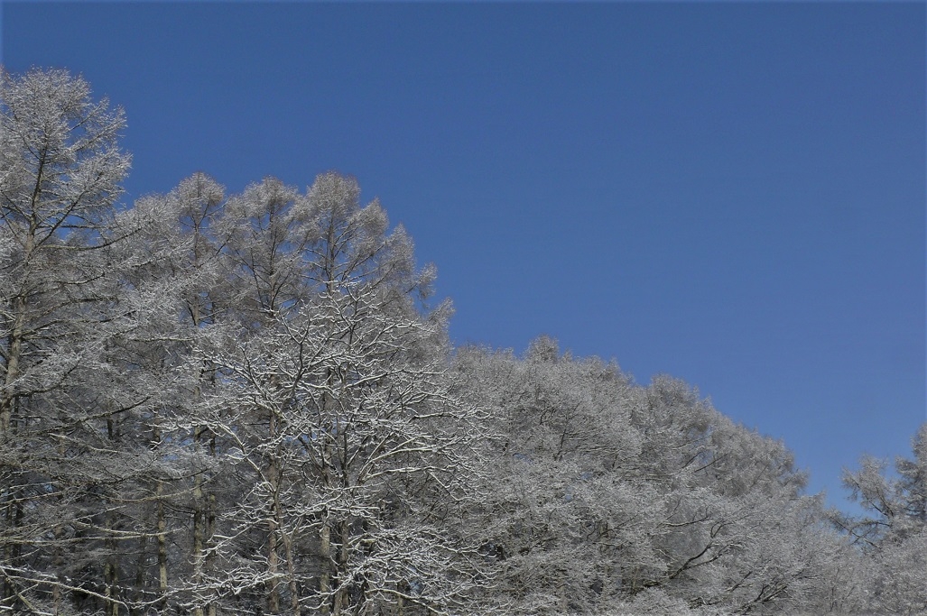 http://www.alpico.co.jp/shikinomori/news/images/P1190751.JPG