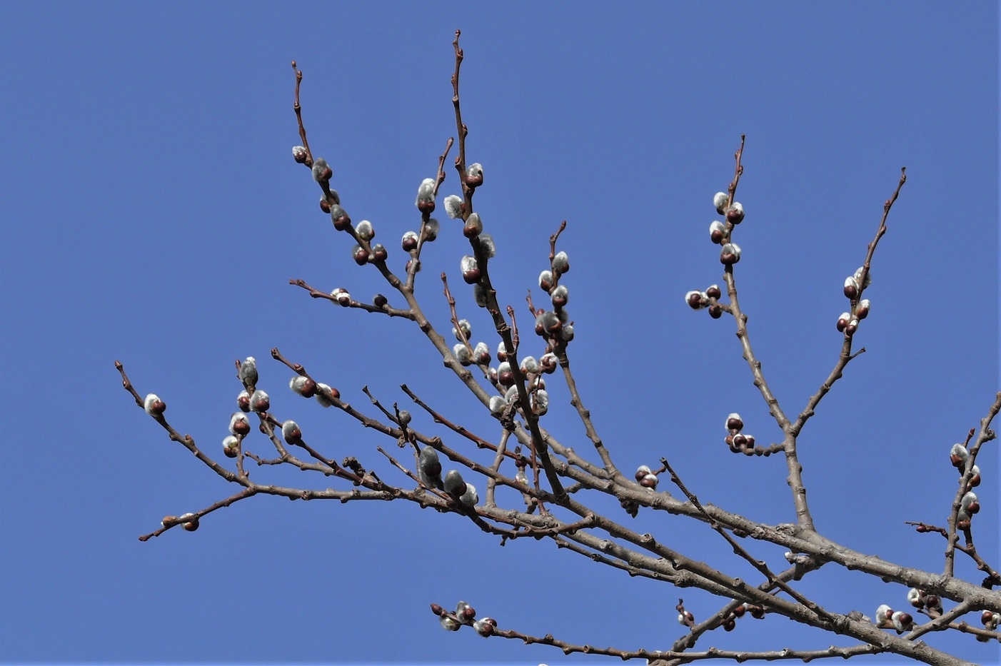 http://www.alpico.co.jp/shikinomori/news/images/P1190888.JPG