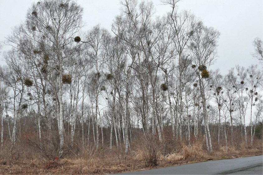 http://www.alpico.co.jp/shikinomori/news/images/P1200127.JPG