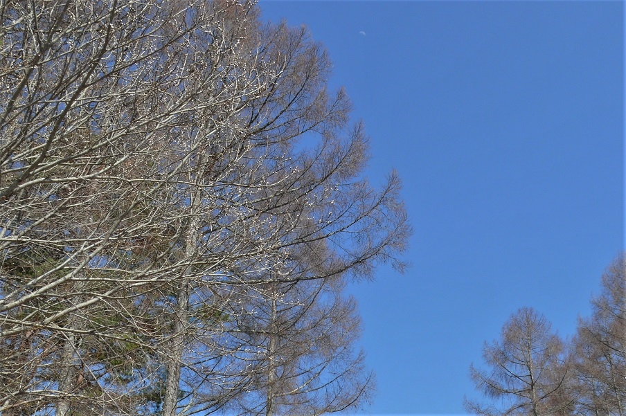 http://www.alpico.co.jp/shikinomori/news/images/P1200240.JPG
