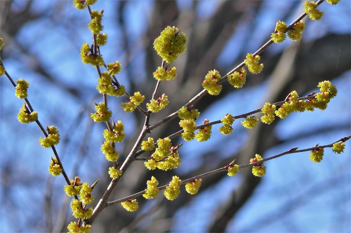 http://www.alpico.co.jp/shikinomori/news/images/P1200254.JPG