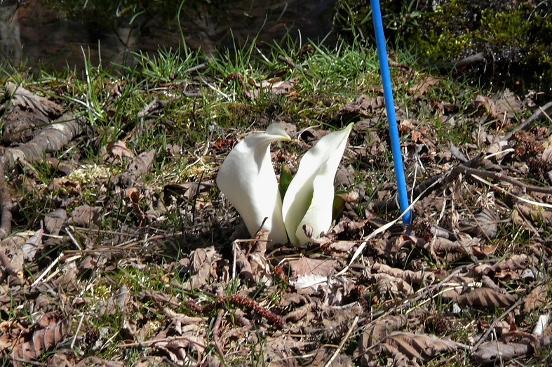 http://www.alpico.co.jp/shikinomori/news/images/P1200285.JPG