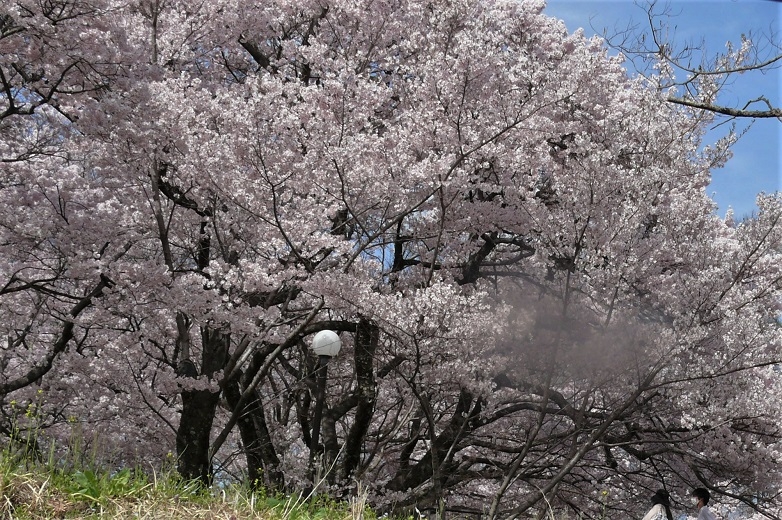 http://www.alpico.co.jp/shikinomori/news/images/P1200337.JPG