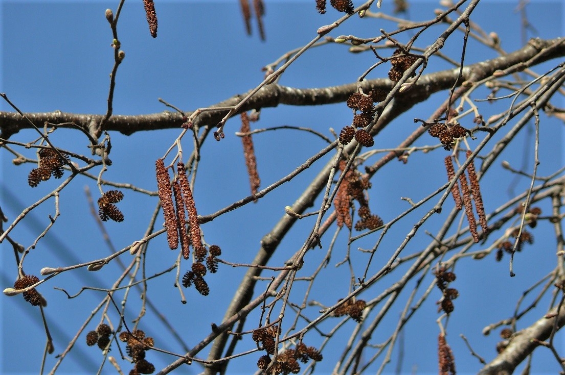 http://www.alpico.co.jp/shikinomori/news/images/P1200391.JPG