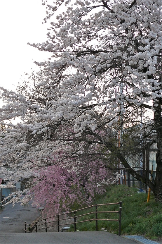 http://www.alpico.co.jp/shikinomori/news/images/P1200417.JPG
