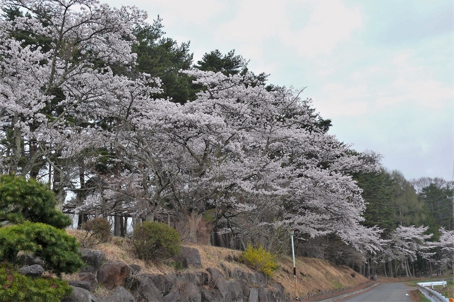http://www.alpico.co.jp/shikinomori/news/images/P1200463.JPG