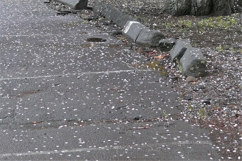 http://www.alpico.co.jp/shikinomori/news/images/P1200525.JPG