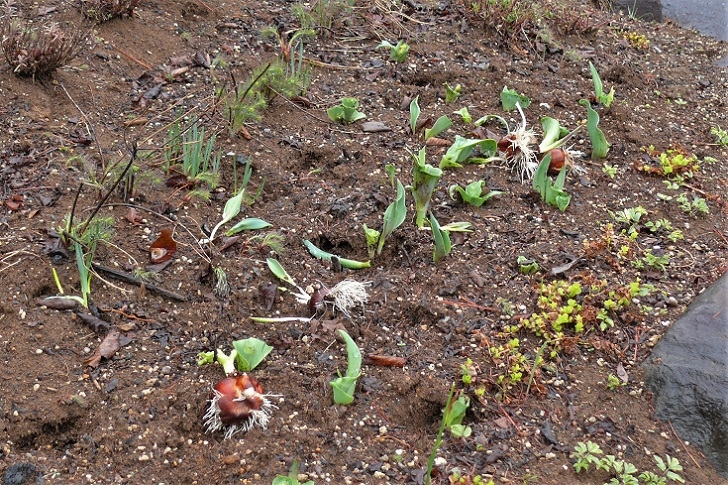 http://www.alpico.co.jp/shikinomori/news/images/P1200531.JPG
