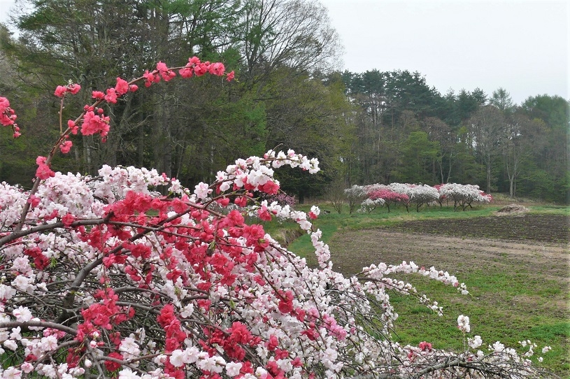 http://www.alpico.co.jp/shikinomori/news/images/P1200679.JPG