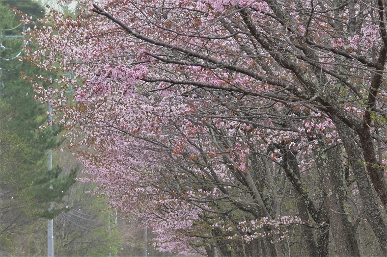 http://www.alpico.co.jp/shikinomori/news/images/P1200712.JPG