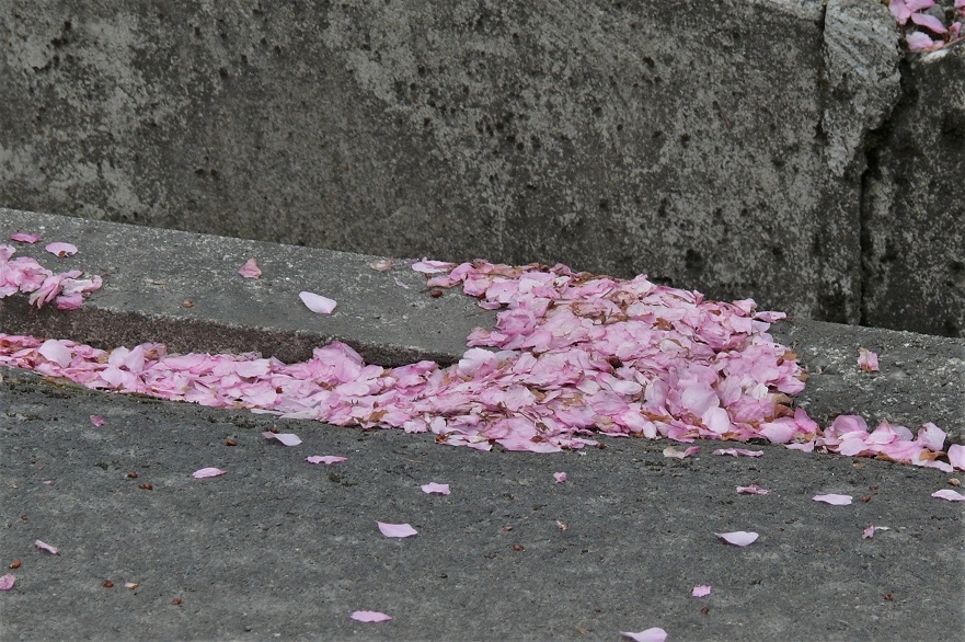 http://www.alpico.co.jp/shikinomori/news/images/P1200723.JPG