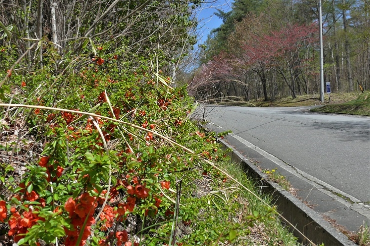 http://www.alpico.co.jp/shikinomori/news/images/P1200826.JPG