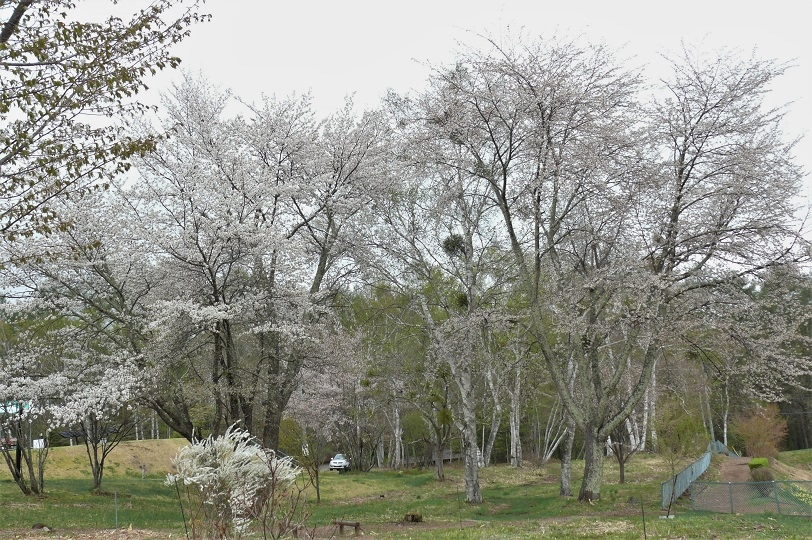 http://www.alpico.co.jp/shikinomori/news/images/P1200839.JPG