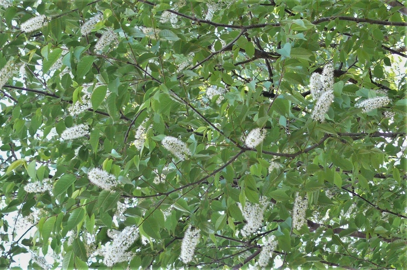 http://www.alpico.co.jp/shikinomori/news/images/P1200865.JPG