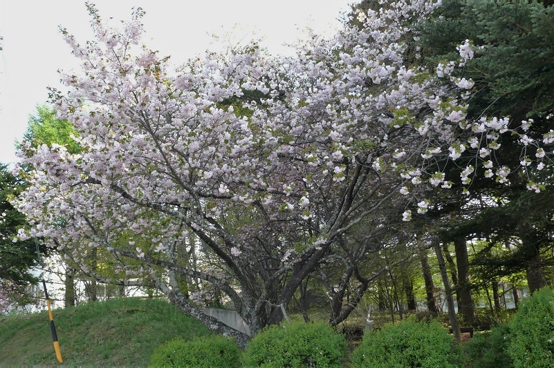 http://www.alpico.co.jp/shikinomori/news/images/P1200945.JPG