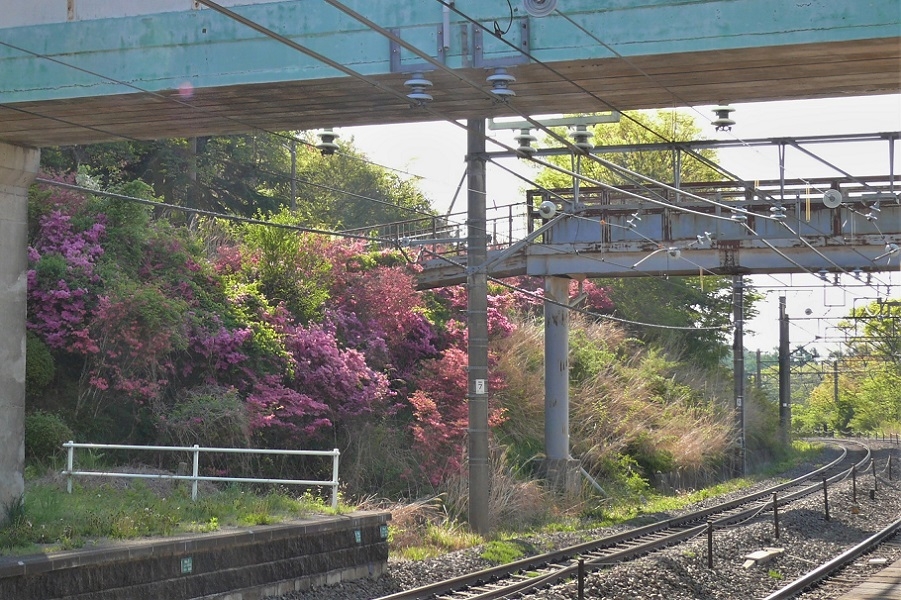 http://www.alpico.co.jp/shikinomori/news/images/P1200970.JPG