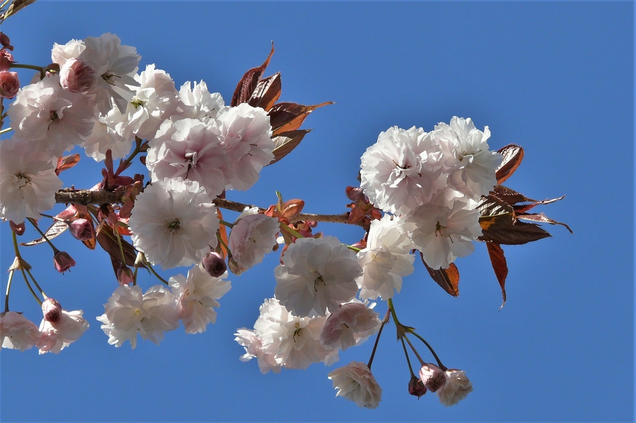 http://www.alpico.co.jp/shikinomori/news/images/P1200981.JPG
