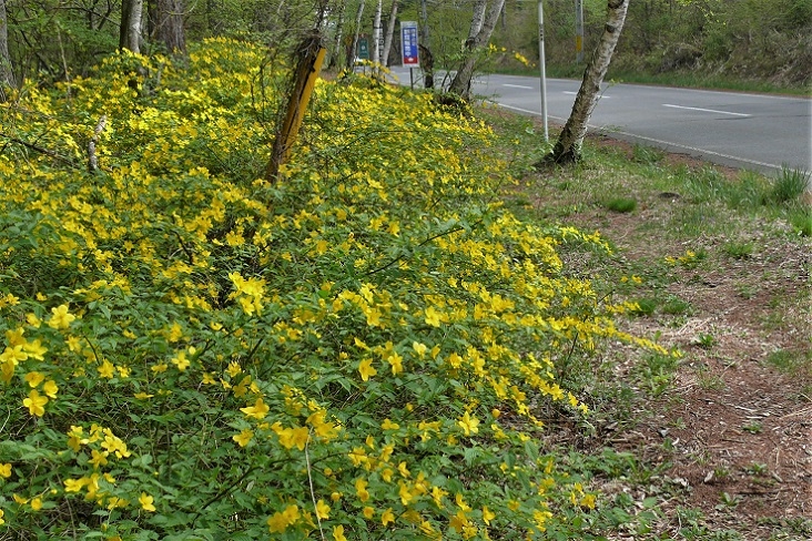 http://www.alpico.co.jp/shikinomori/news/images/P1210050.JPG