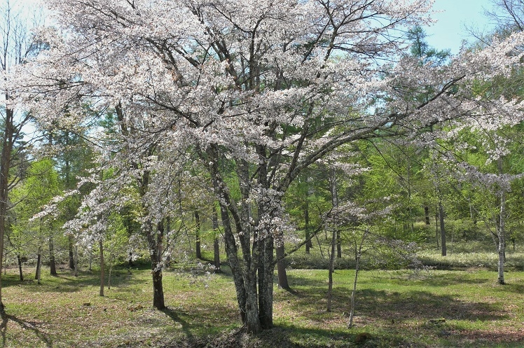 http://www.alpico.co.jp/shikinomori/news/images/P1210069.JPG