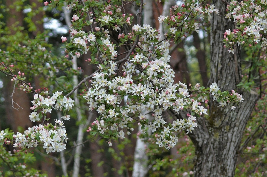 http://www.alpico.co.jp/shikinomori/news/images/P1210153.JPG