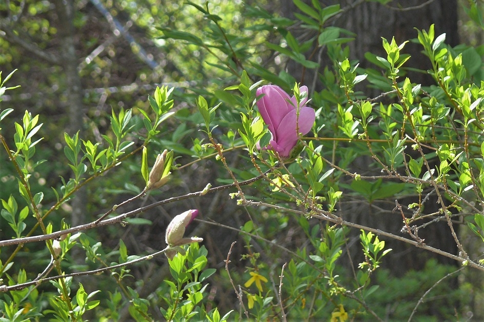 http://www.alpico.co.jp/shikinomori/news/images/P1210186.JPG