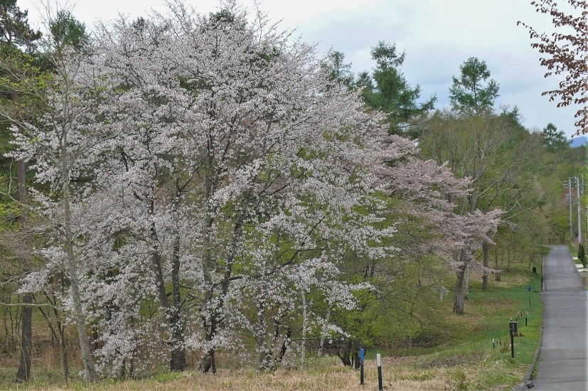 http://www.alpico.co.jp/shikinomori/news/images/P1210222.JPG