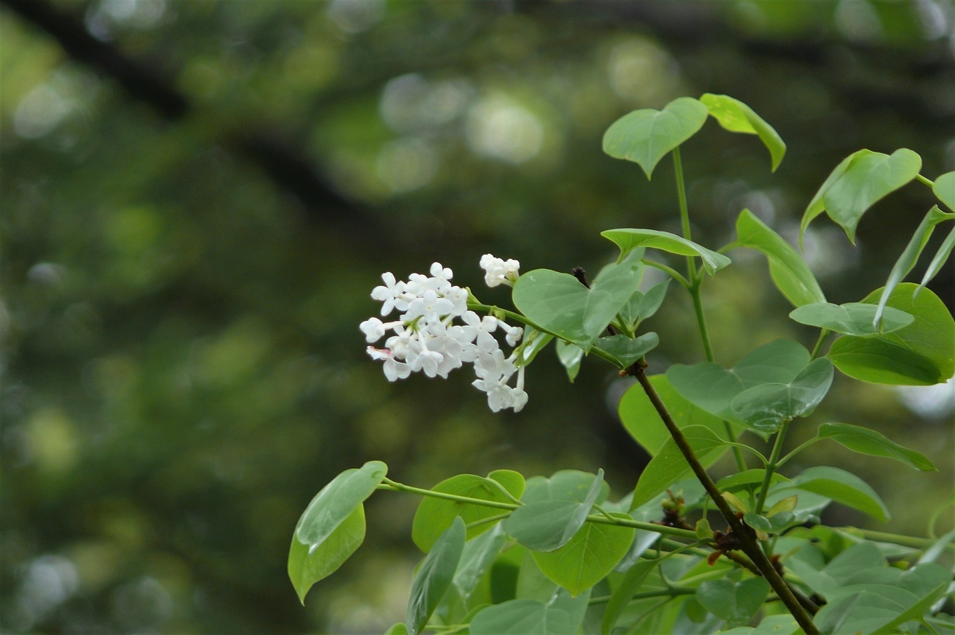 http://www.alpico.co.jp/shikinomori/news/images/P1210274.JPG