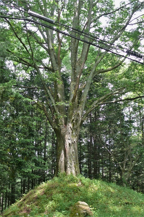 http://www.alpico.co.jp/shikinomori/news/images/P1210642.JPG
