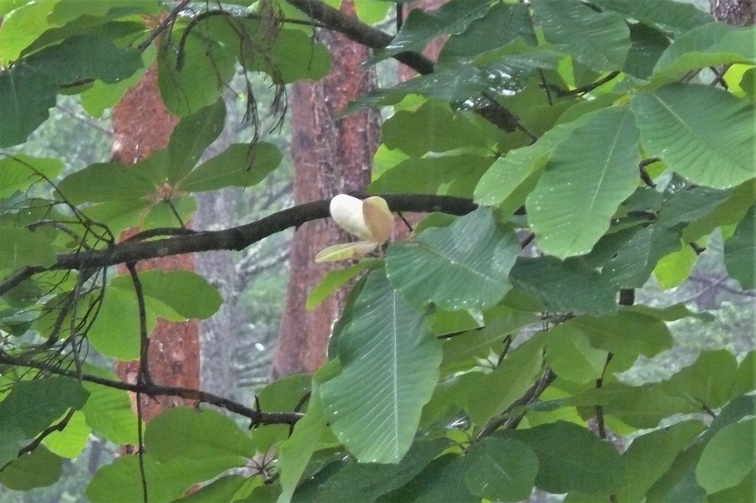 http://www.alpico.co.jp/shikinomori/news/images/P1210669.JPG