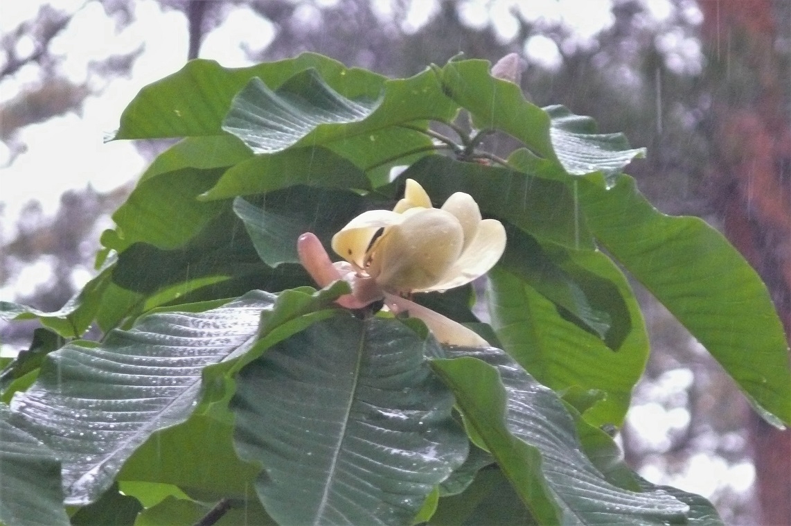 http://www.alpico.co.jp/shikinomori/news/images/P1210671.JPG
