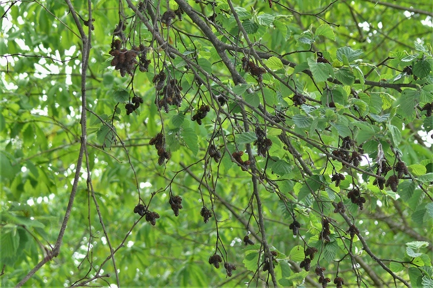 http://www.alpico.co.jp/shikinomori/news/images/P1210728.JPG