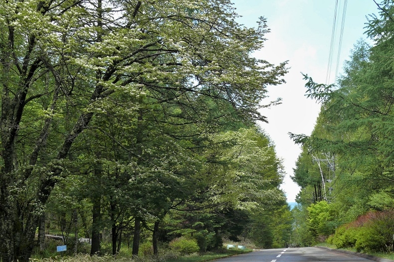 http://www.alpico.co.jp/shikinomori/news/images/P1210740.JPG