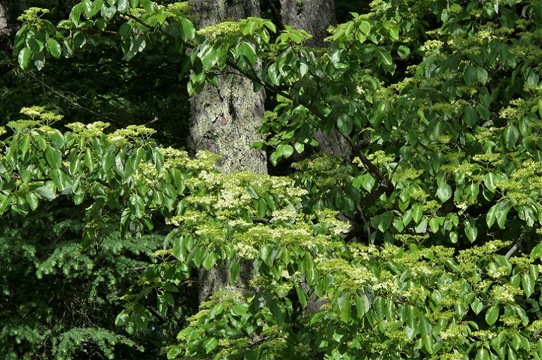 http://www.alpico.co.jp/shikinomori/news/images/P1210803.JPG