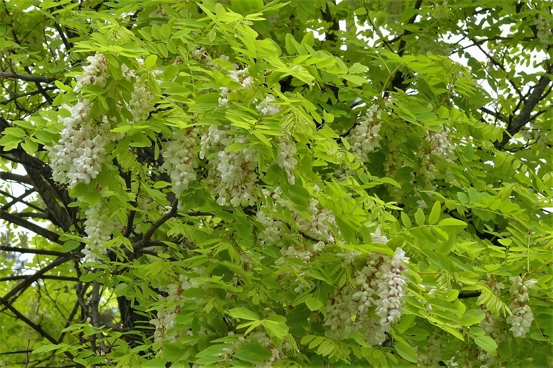 http://www.alpico.co.jp/shikinomori/news/images/P1210909.JPG