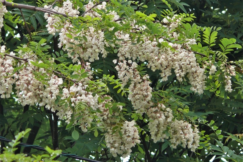 http://www.alpico.co.jp/shikinomori/news/images/P1210913.JPG