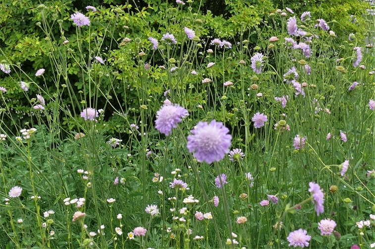 http://www.alpico.co.jp/shikinomori/news/images/P1210934.JPG