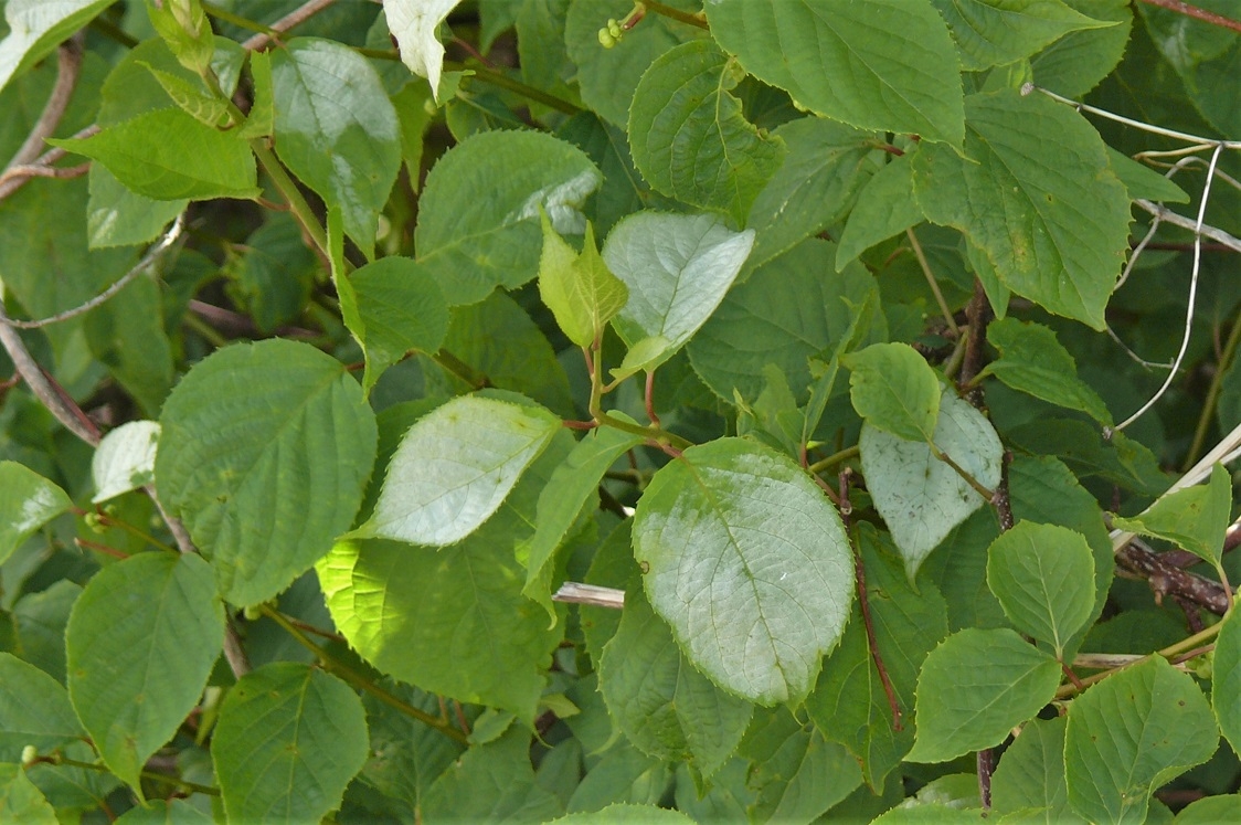 http://www.alpico.co.jp/shikinomori/news/images/P1210959.JPG