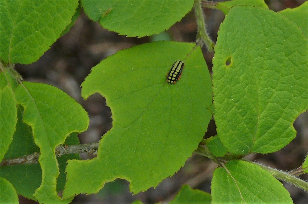 http://www.alpico.co.jp/shikinomori/news/images/P1210989.JPG