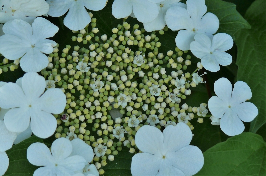 http://www.alpico.co.jp/shikinomori/news/images/P1210997.JPG