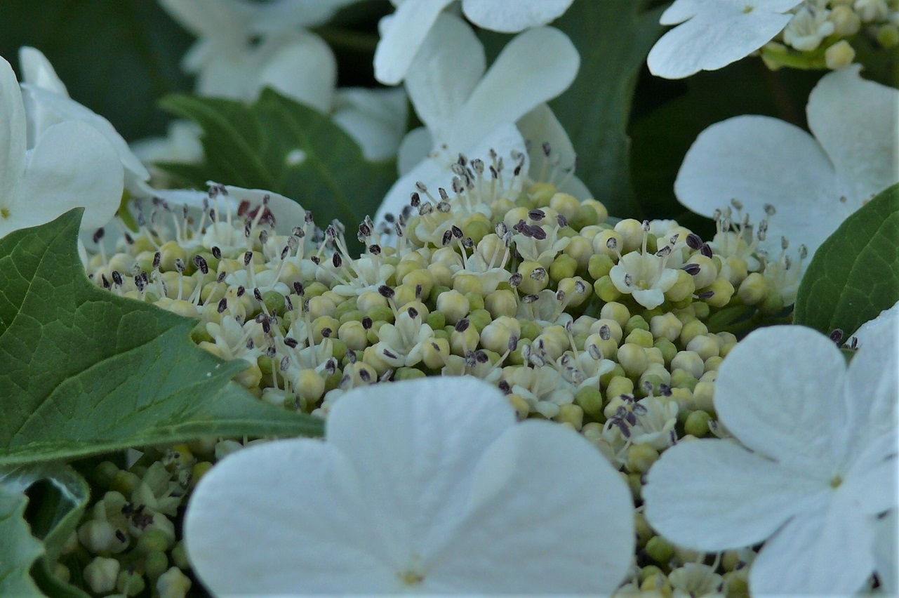 http://www.alpico.co.jp/shikinomori/news/images/P1210998.JPG