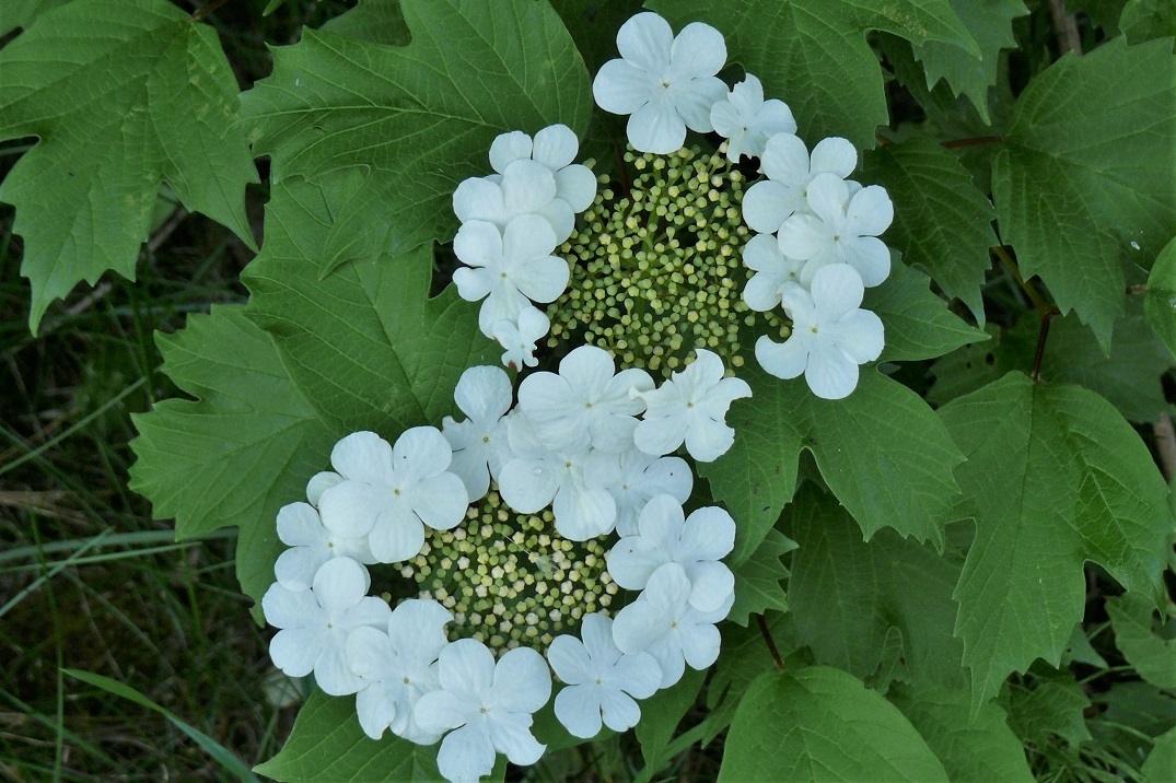 http://www.alpico.co.jp/shikinomori/news/images/P1220003.JPG