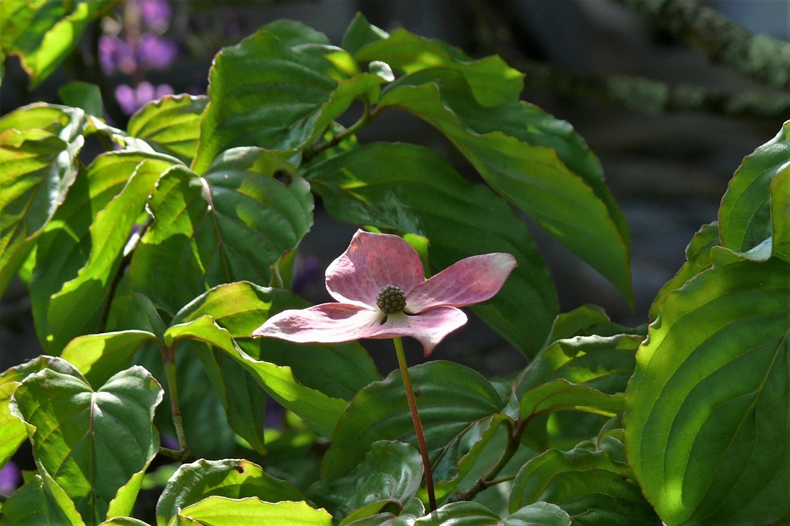 http://www.alpico.co.jp/shikinomori/news/images/P1220070.JPG