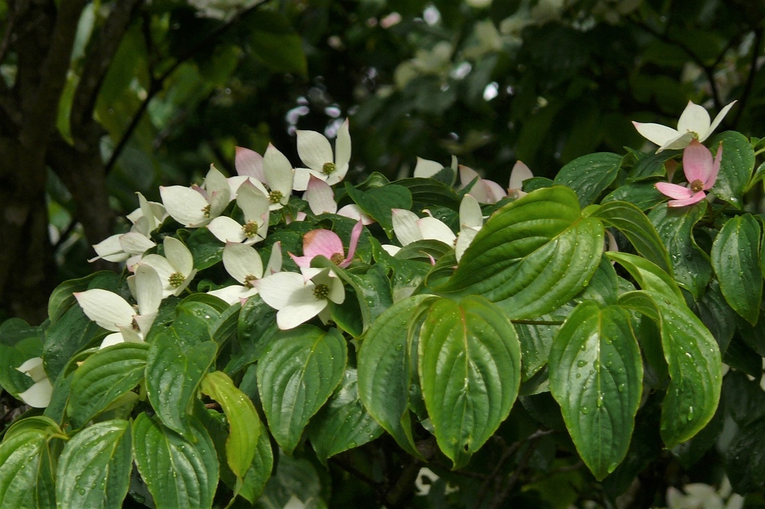 http://www.alpico.co.jp/shikinomori/news/images/P1220200.JPG