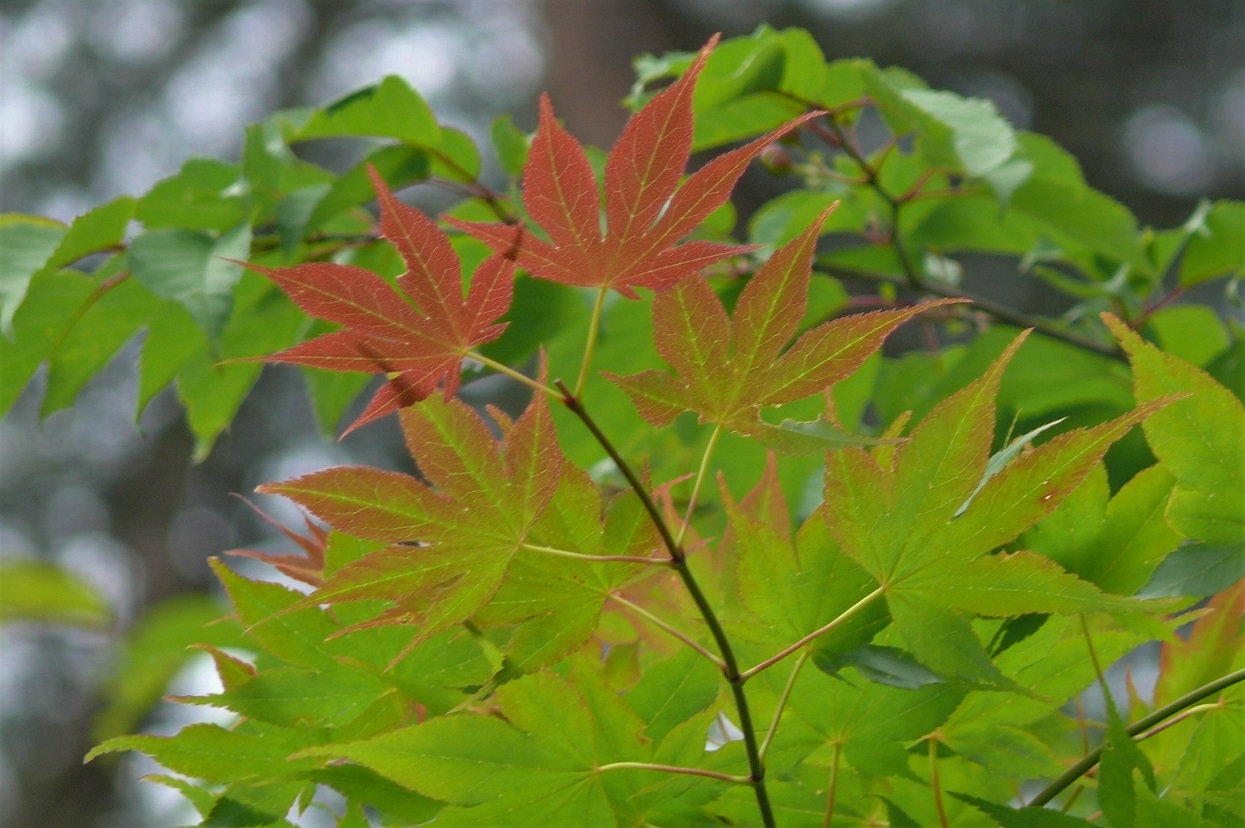 http://www.alpico.co.jp/shikinomori/news/images/P1220267.JPG